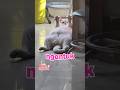 MASIH NGANTUK #shorts