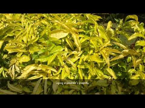 Kenapa diet raw food sangat baik bagi penderita penyakit hormonal