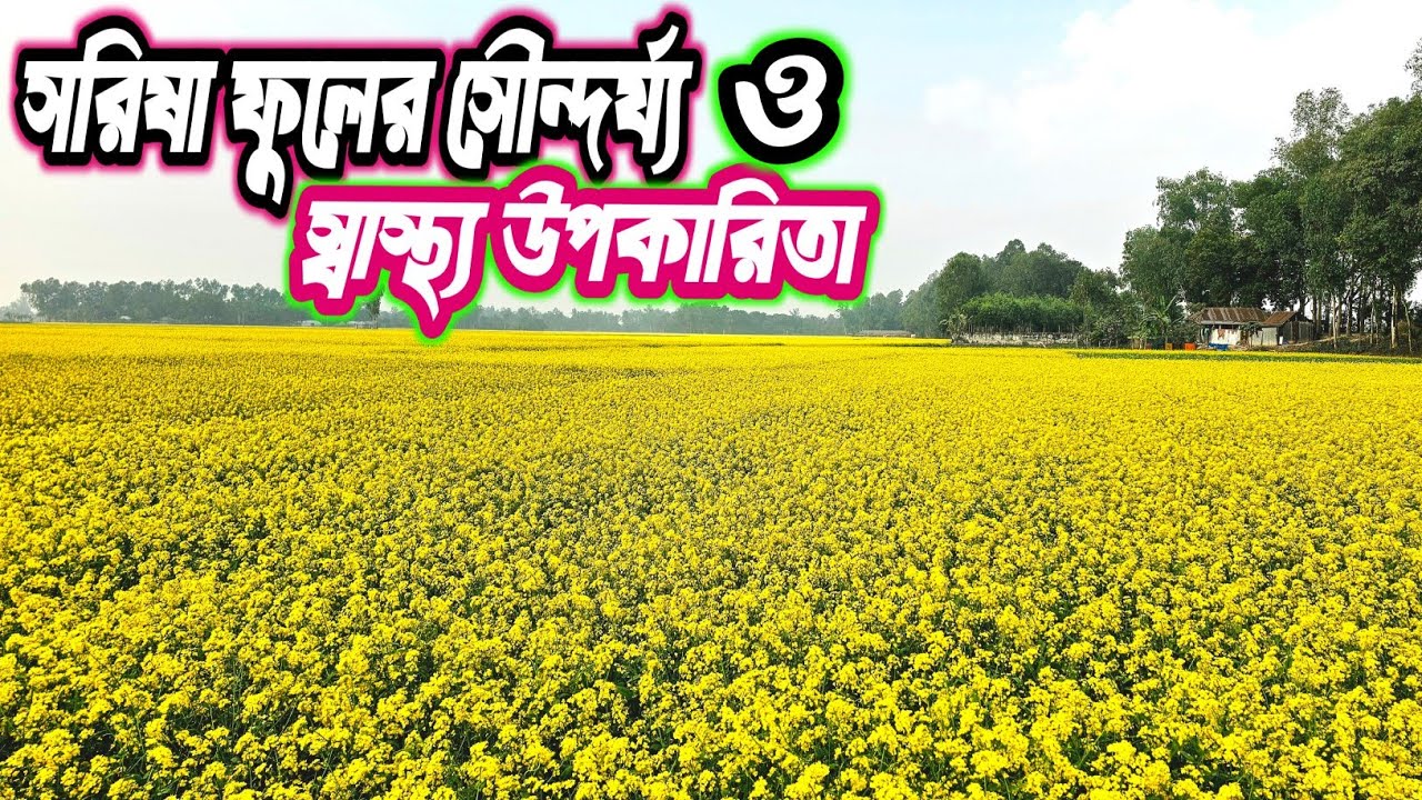 এই সৌন্দর্য শুধু দেখার জন্যই নয়, স্বাস্থ্যের জন্য বেশ উপকারী।  Rural life video. 