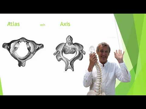 Video: Första Ryggradens Ryggrad, Funktion Och Diagram - Kroppskartor