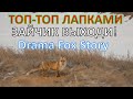 Лиса на Манок!Как по нотам.Топ-топ лапками,выходи Зайчик!