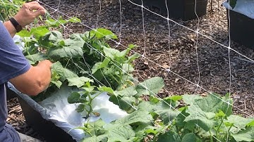 FASTEST AND EASIEST WAY TO TRELLIS CUCUMBERS AND POLE BEANS - HORTONOVA TRELLIS SYSTEM - HOSS TOOLS