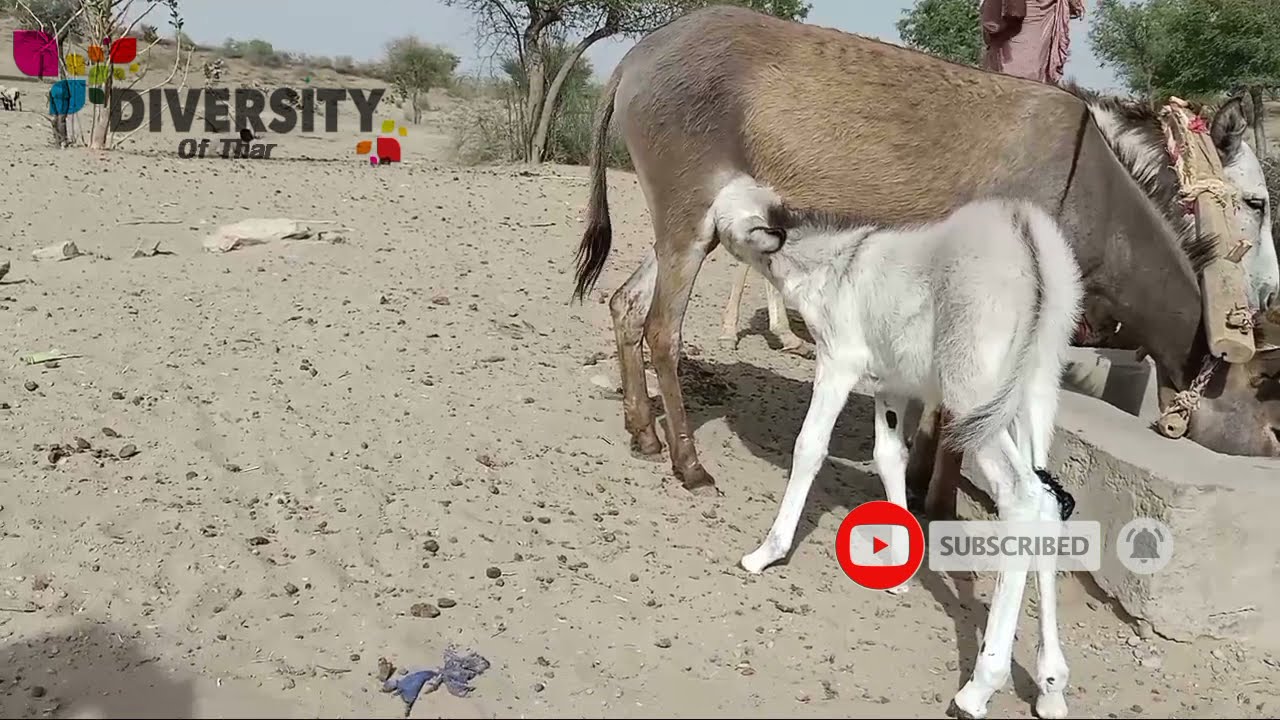 Donkey Feeding Baby || Donkey Drinking Water || Donkey In Desert