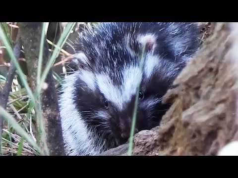 The Killer Rat with Poisonous Fur | Chris & Megs: Amaze Me | BBC Earth