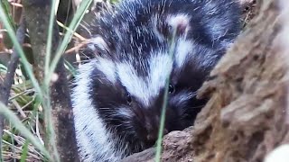 The Killer Rat with Poisonous Fur | Chris & Megs: Amaze Me | BBC Earth