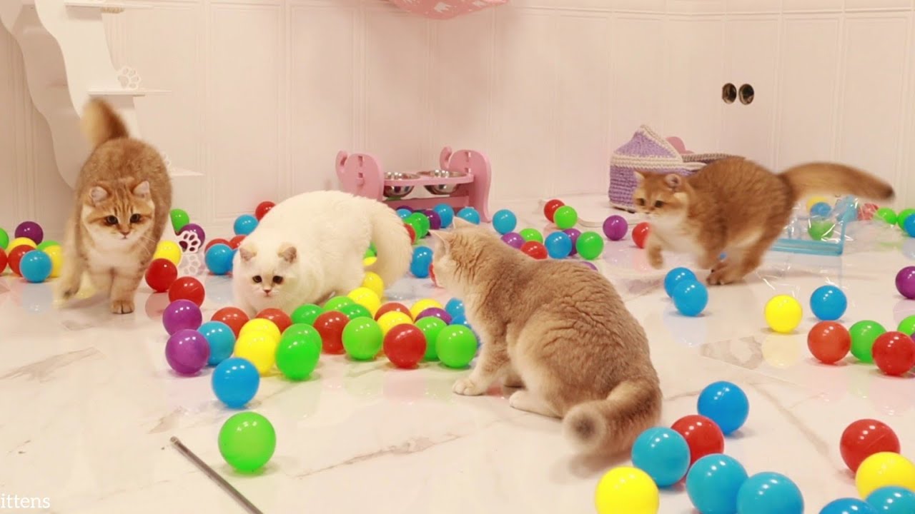 Cat playing with a fluffy Ball indoors. Кэтс плей
