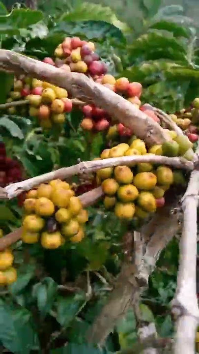 mana pentil mu 😁pentil kopi #viral #viralvideo
