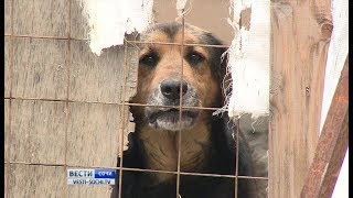 Участок для приюта бездомных животных ищут в Лазаревском районе Сочи Участок для приюта бездомных животных ищут в Лазаревском районе Сочи