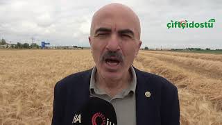 Karaman'da arpada tek sulamayla \