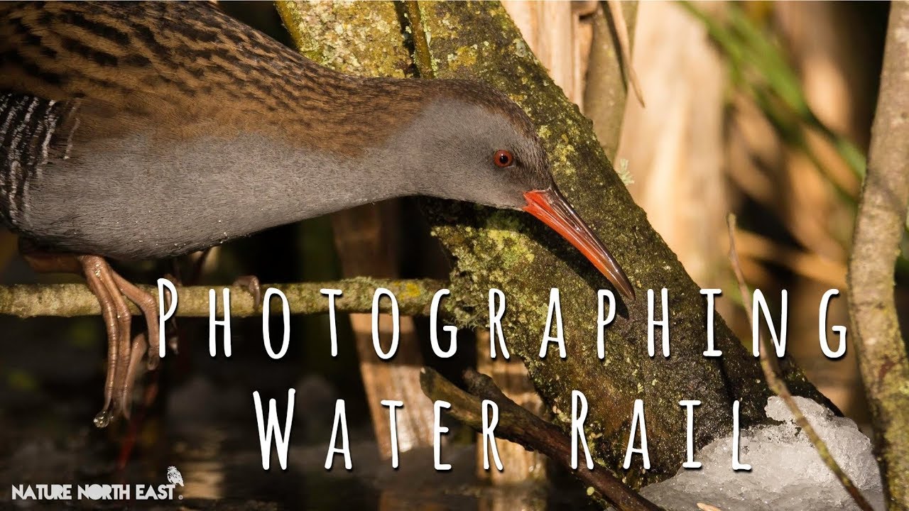 Photographing WATER RAIL | Nature Photography