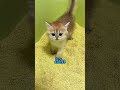 Her Mom Tried Teaching Her a Lesson... She Did This Instead 🐱💤