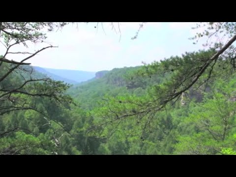 The American Chestnut in Southern Appalachia: An O...