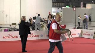 Chart Polski - Club Show Milano 2015 -  BOB,BOS,CAC