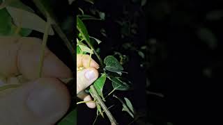 This Plant is a Pain-Reliever & Nature's Neosporin! #wildplants #survival #medicine #pain #tree