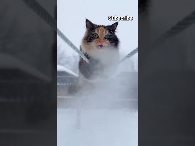Cat falling from the rope😭👉🏻Heartbreaking moment 😱#trending #shorts #cat #love #fypシ #viral #foryou