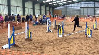 Winston at Agility Nuts