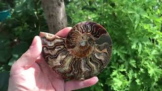 Ammonite fossil first appeared about 450 million years ago during the Jurassic period