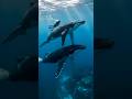 duniya ka sabse bada animals | world biggest animals | #sealife #viralshorts #whale #whale