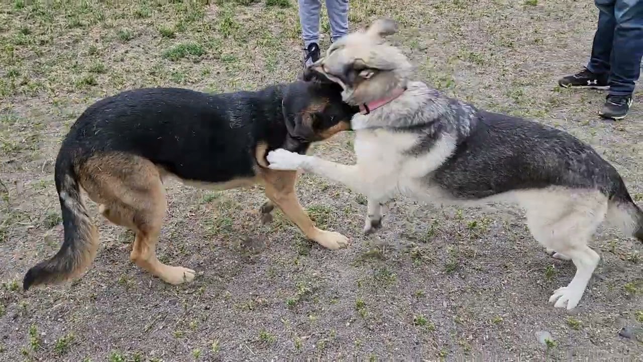 GSD Miss Freedom at dog Park