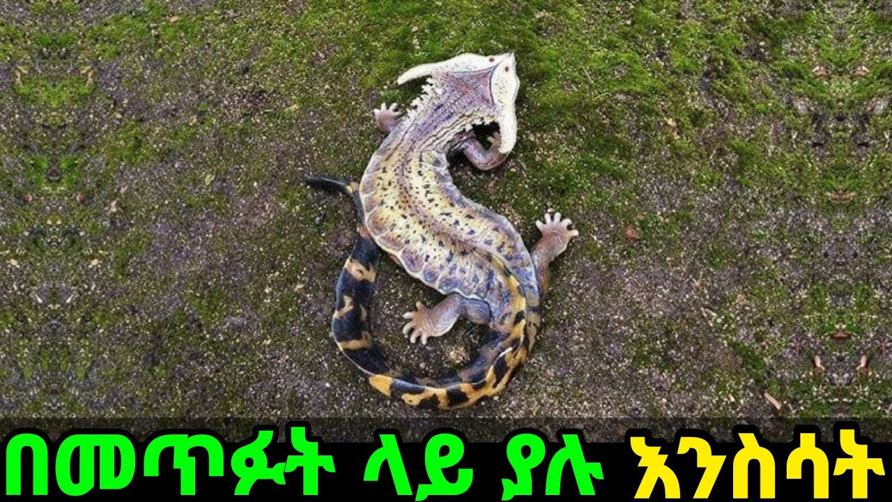 ለመጥፉት የተቃረቡ እንስሳት