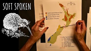 Show and tell ASMR: Kiwi bird of New Zealand - soft spoken screenshot 5