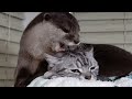 The cat that is not upset as usual even if the otter bites his head[Otter life Day 232]カワウソアティとにゃん先輩