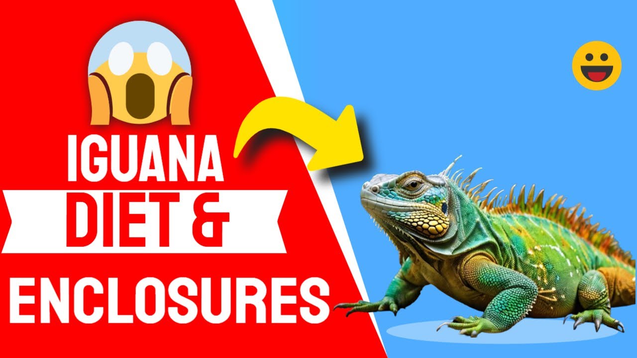 Iguana Diet In The Wild