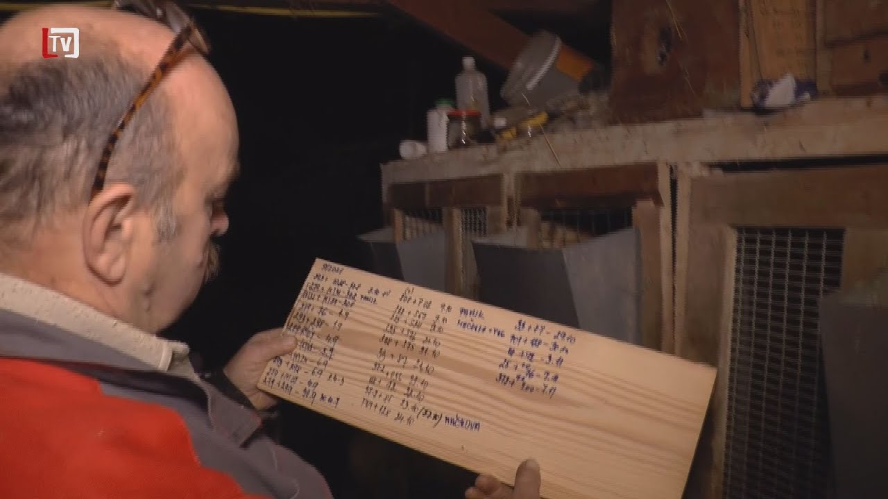 [4/47]  Skúsený chovateľ králikov prezradil svoje grify (23 11. 2021)