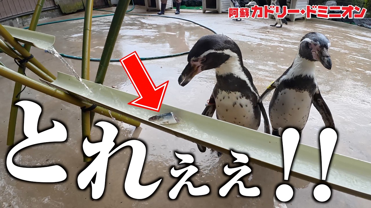 飛べないペンギン Let's Get Penguins to Enjoy 