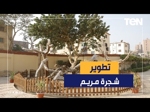 شجرة مريم تتحول لمزار سياحي عالمي اهتمام كبير بمسار العائلة المقدسة في مصر