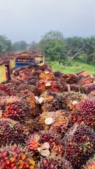 KATA KATA UNTUK KULI SAWIT #kalimantan