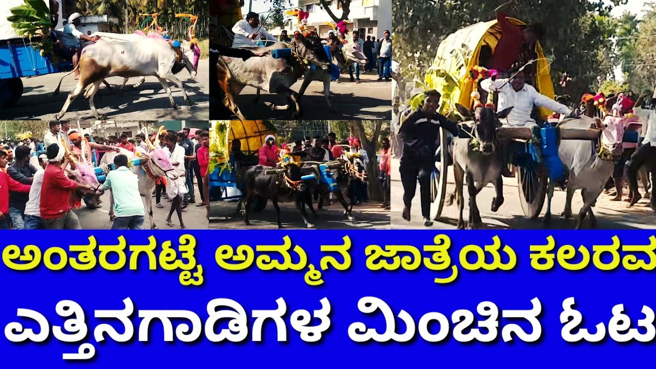 ಅಂತರಘಟ್ಟಮ್ಮ ಜಾತ್ರೆಯಲ್ಲಿ ಎತ್ತಿನಗಾಡಿಗಳ ಕಲರವ, Antaraghattamma jatre 2023 | Young Agri | Bullocort
