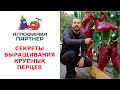 СЕКРЕТЫ ВЫРАЩИВАНИЯ КРУПНЫХ ПЕРЦЕВ