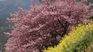 静岡県河津町の河津桜が見頃に 早春の競演