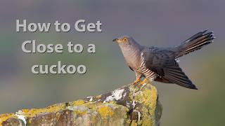 I spend two mornings working out how to get close enough to a Cuckoo for a photograph.