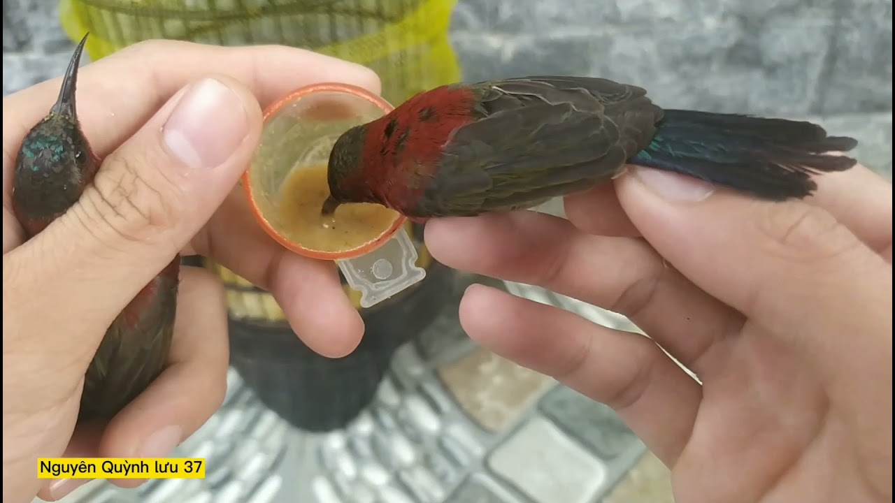 Cách vào cám cho chim hút mật,xác pháo|NQL37