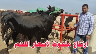 جنون في اسعار اللحم اليوم ( سوق المواشي بدمنهور) ارتفاع أسعار العجول البقري اللحم 11/ 11 / 2023