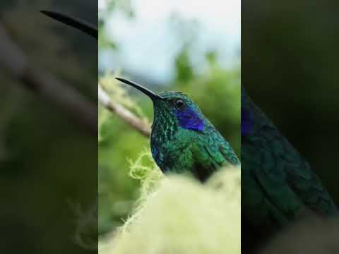 bird singing #shorts #birds