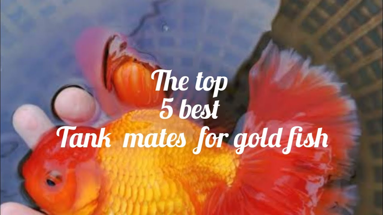 The top 5 best tank mates for gold fish