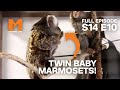 There&#39;s No More Room in the Marmoset Enclosure! | Season 14 Episode 10 | Full Episode | Monkey Life