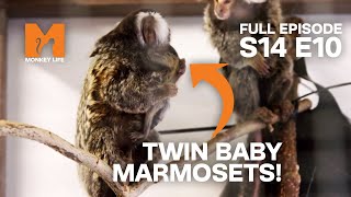 There's No More Room in the Marmoset Enclosure! | Season 14 Episode 10 | Full Episode | Monkey Life