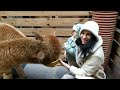 Ферма альпак в Польше