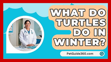 What Do Turtles Do In Winter? - PetGuide360.com