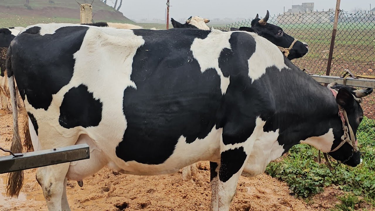 سوق البقر في بشمارون بقرة ثلثية حطيط ثنوية،نخب اول بتاريخ 1/31لتواصل 0997192642