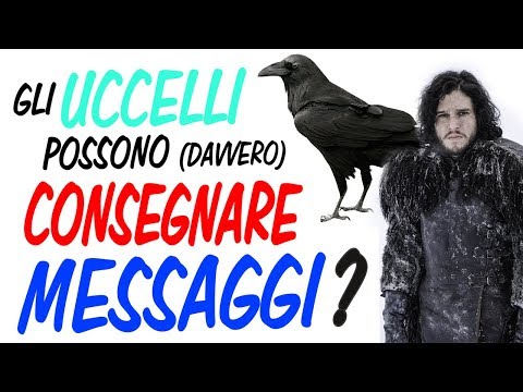 Video: I piccioni hanno davvero consegnato messaggi?