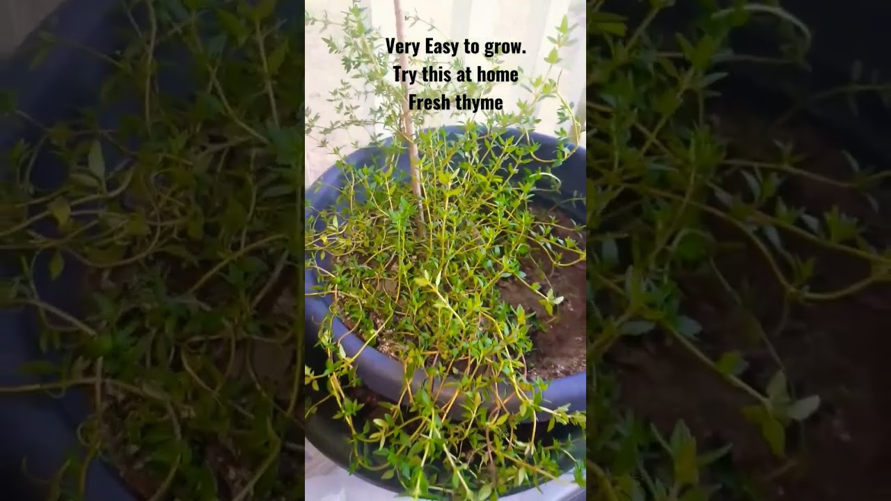 Very Easy to grow. Try this at home Fresh thyme. Growing thyme from the balcony