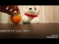 卵の中から、チョロミーが生まれてきました!(おまけ付き)