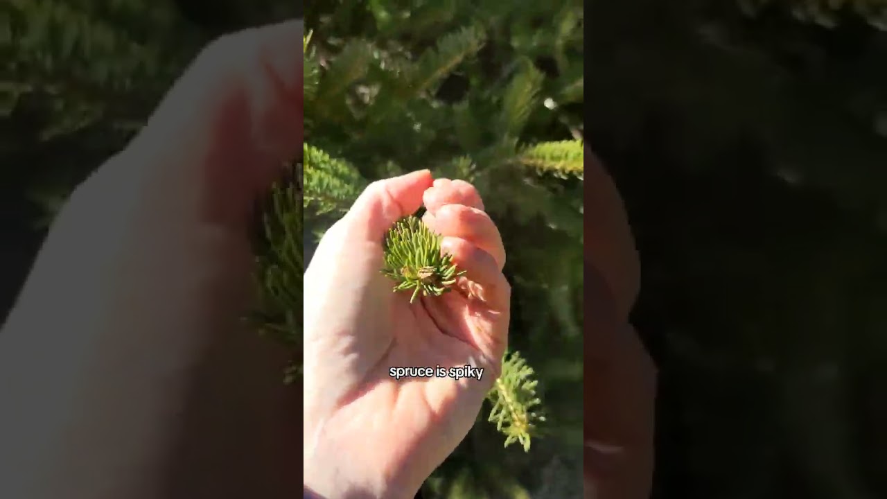 Conifer (Pine tree) Identification tips! 
