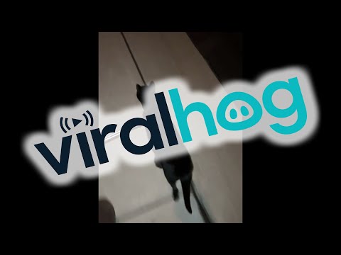 Cat Excited to See Dad || ViralHog