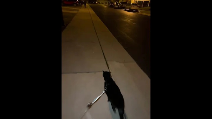 Cat Excited to See Dad || ViralHog